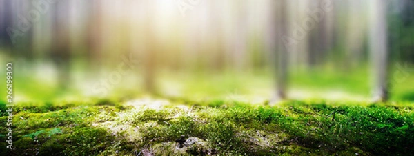 Obraz Panorama dzikiego lasu