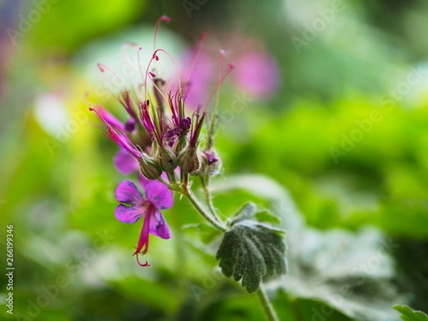 Obraz Pinke Blumen mit grünem Hintergrund.