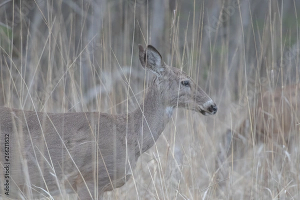 Obraz White-tailed deer