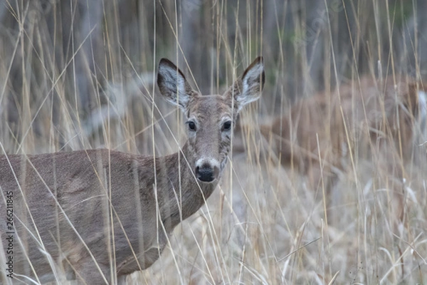 Obraz White-tailed deer