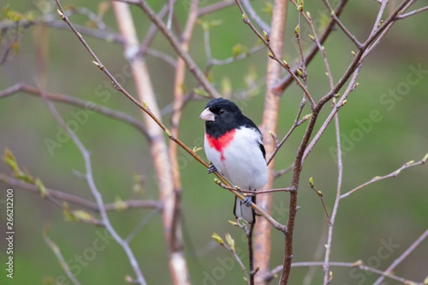 Obraz Grosbeak