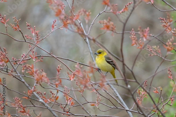 Obraz Orchard Oriole