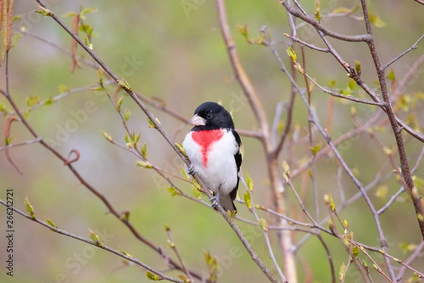 Obraz Grosbeak