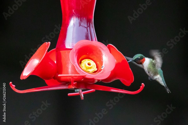 Obraz Hummingbird at feeder