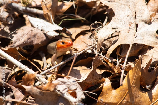 Obraz Five Lined Skink