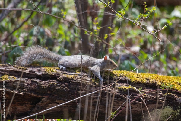Obraz Grey Squirrel on log