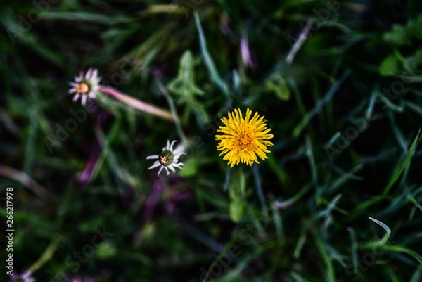 Obraz mniszek lekarski