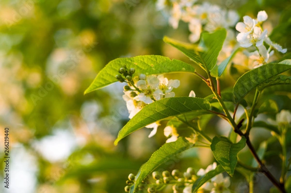 Fototapeta Background of blooming beautiful flowers of white bird cherry in raindrops on a sunny day in early spring close up, soft focus
