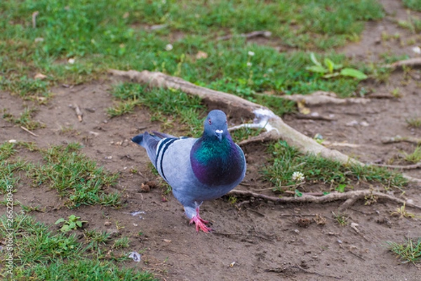 Obraz pigeon in grass