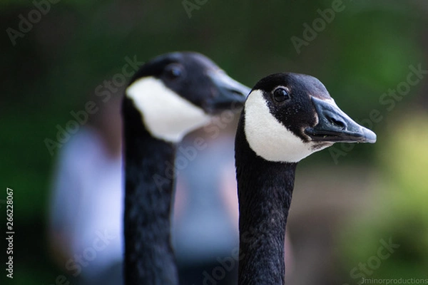 Obraz portrait of a goose