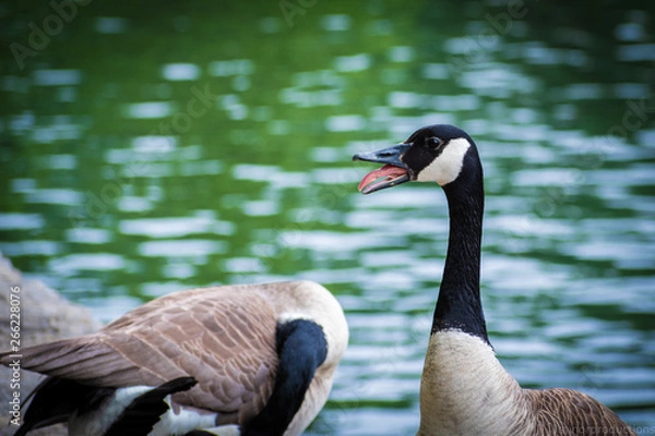 Obraz portrait of a goose