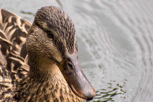 Fototapeta duck