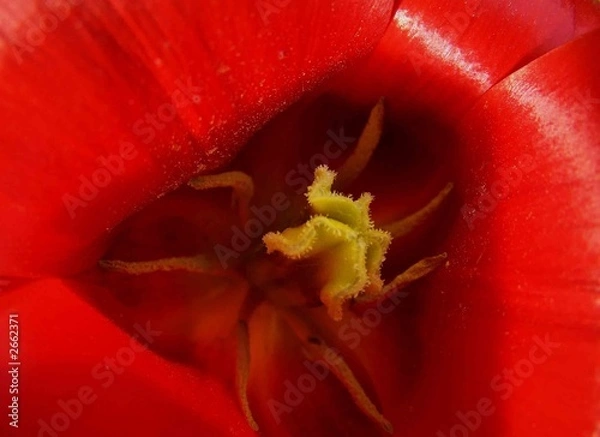 Obraz inside a tulip