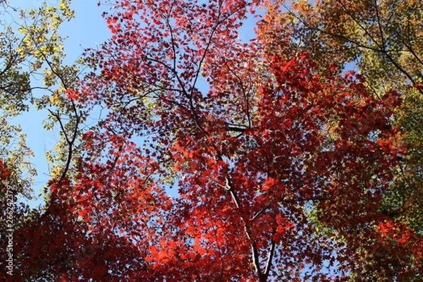Fototapeta 紅葉