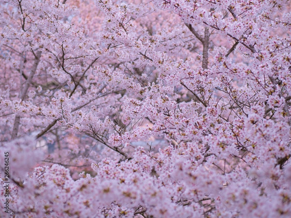 Fototapeta 満開の桜