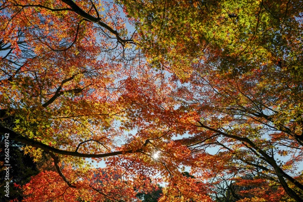 Obraz 秋の深大寺