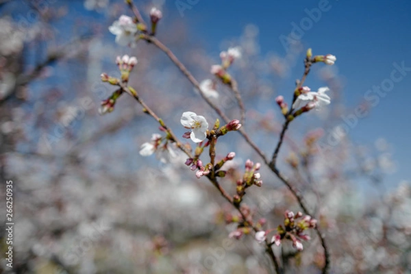 Obraz 多摩川の桜
