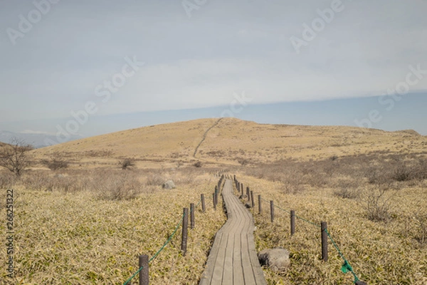 Obraz 春の八島ヶ原湿原