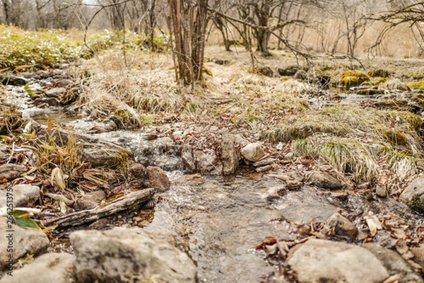 Obraz 春の八島ヶ原湿原