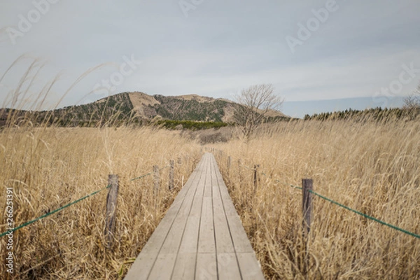 Obraz 春の八島ヶ原湿原