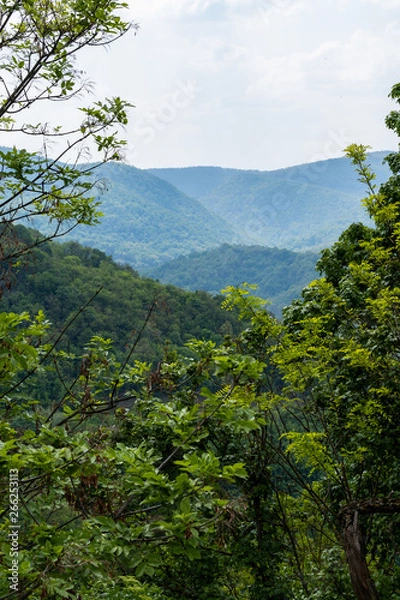 Fototapeta landscape with trees and mountains