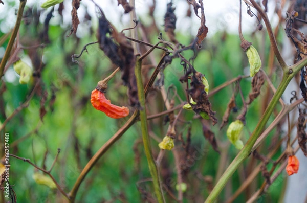 Obraz Peppers that wither fast