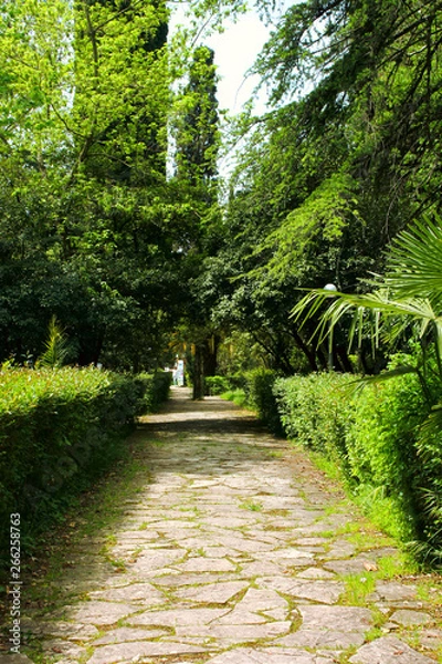 Obraz Stone walkway and plants in the park. Gagra.Abkhazia