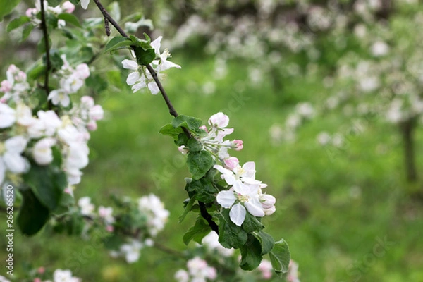 Obraz Branches of a blooming apple tree in an apple orchard. Moldova, spring 2019.
