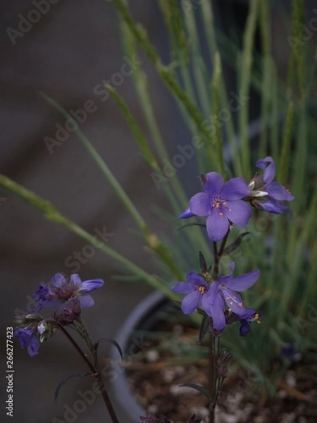 Fototapeta blue flower