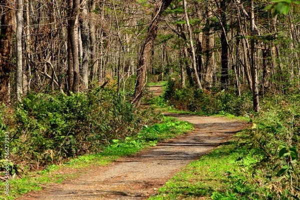 Fototapeta 札幌、野幌森林公園の散歩道の風景