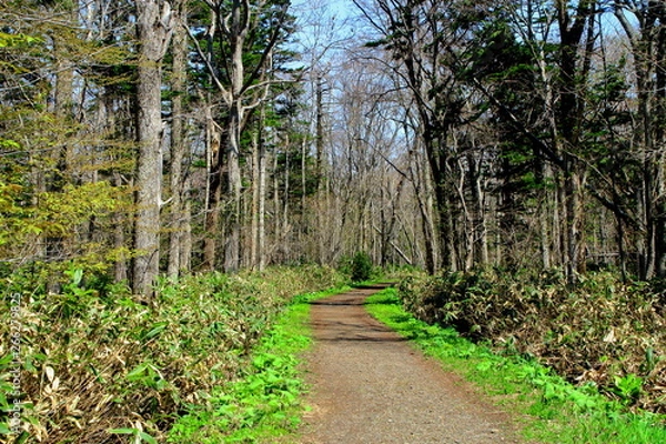Fototapeta 札幌、野幌森林公園の散歩道の風景