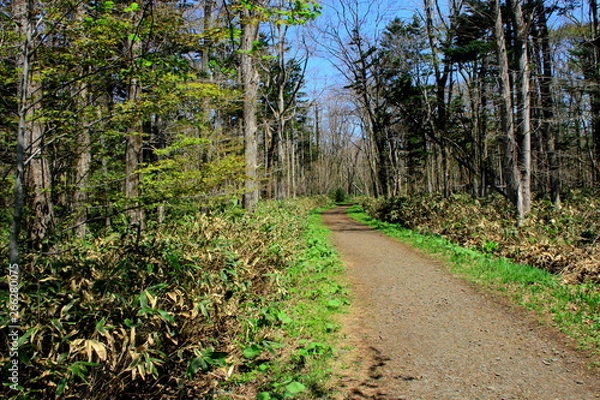 Fototapeta 札幌、野幌森林公園の散歩道の風景