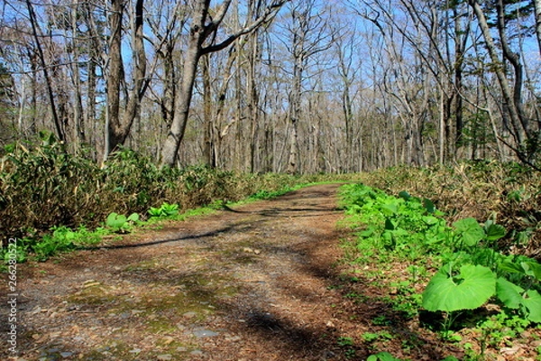 Fototapeta 札幌、野幌森林公園の散歩道の風景