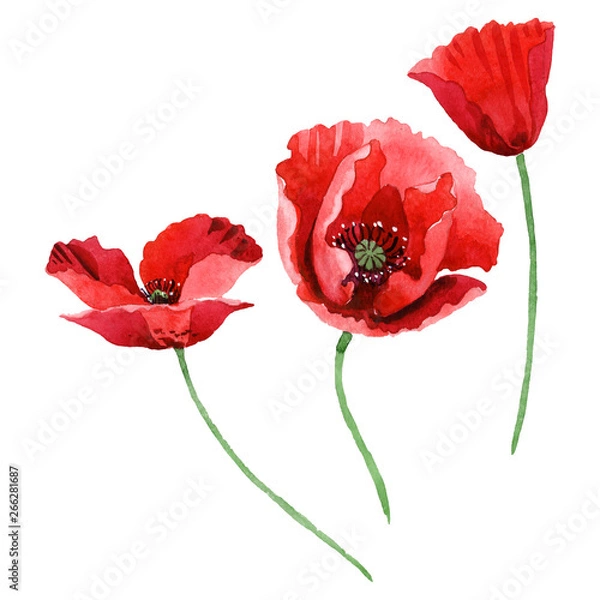 Obraz Czerwone maki kwiatowe kwiaty botaniczne. Zestaw ilustracji tle akwarela. Izolowany element ilustracji maku.