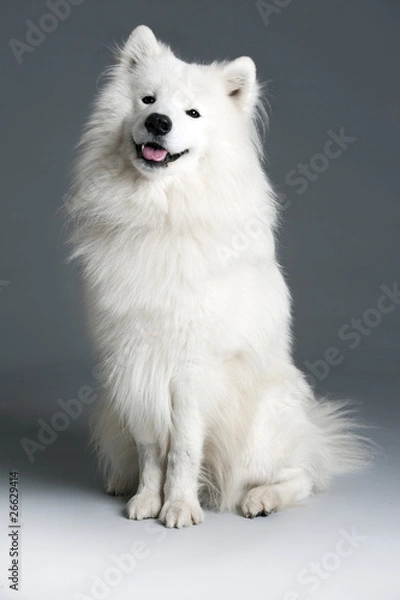 Obraz Samoyed dog