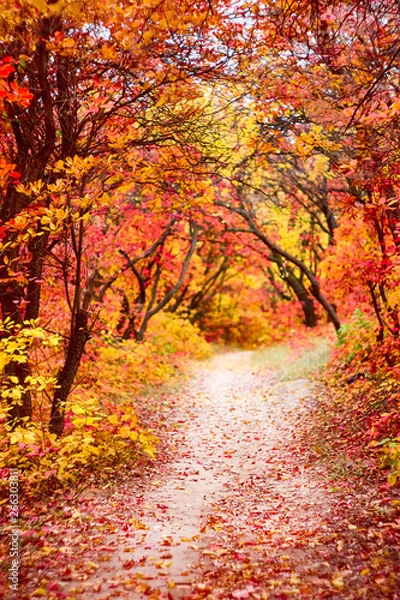 Fototapeta Pathway throught the autumn trees. Autumn park with red and yellow leaves on the bushes and trees.