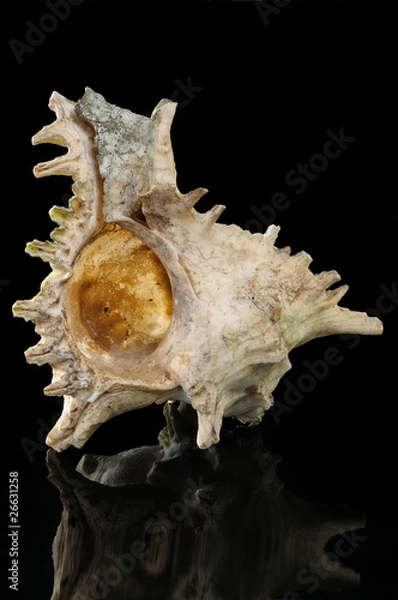 Obraz big mollusc isolate on black