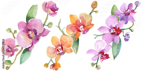 Obraz Bukiety orchidei kwiatowe kwiaty botaniczne. Zestaw ilustracji tła akwarelowego. Izolowany element ilustracji storczyków.