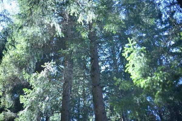 Obraz trees in the forest