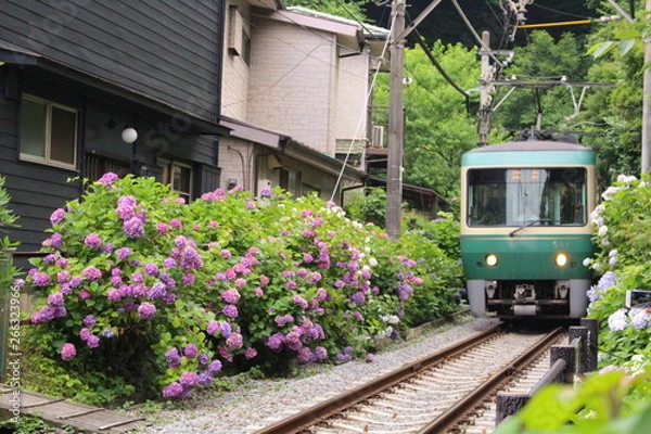 Obraz 紫陽花と江ノ電