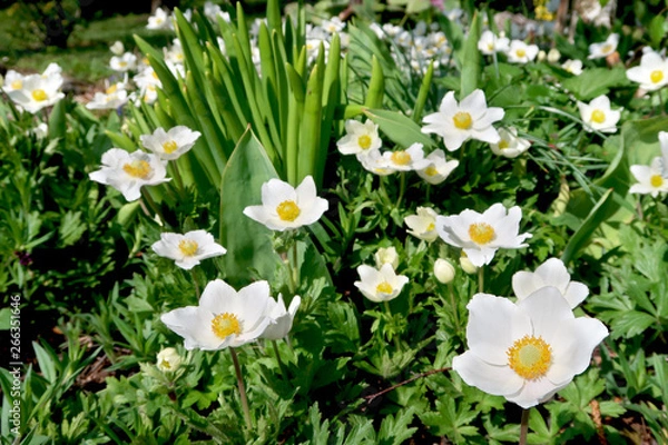 Fototapeta Blooming white anemone flowers in the garden flowerbed. Springtime in the garden.