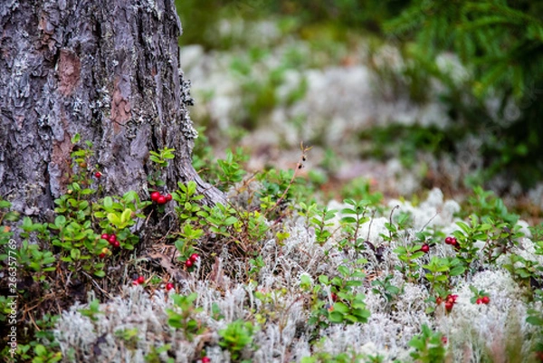 Fototapeta red lingonberry cranberries growing in moss in forest