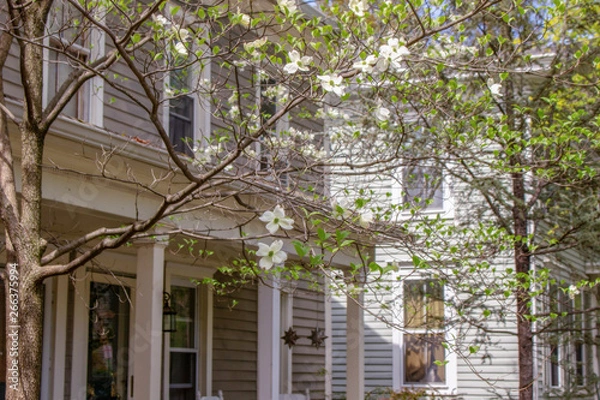 Fototapeta Victorian spring