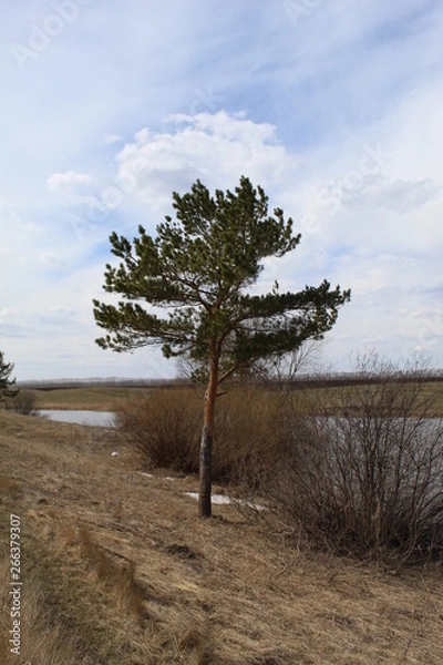 Obraz tree on the beach