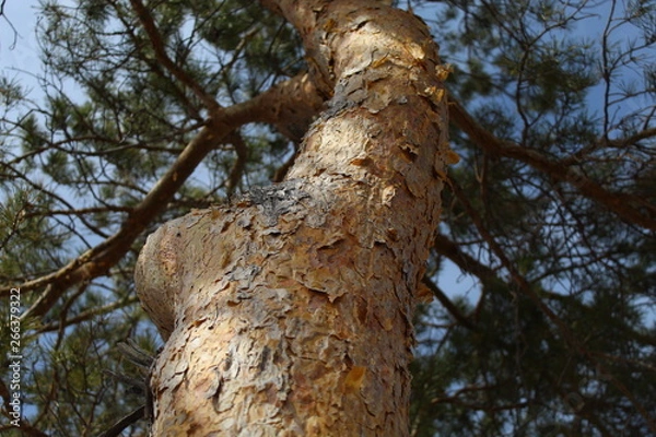 Obraz trunk of a tree