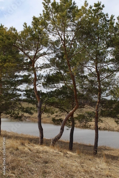 Obraz tree in the park