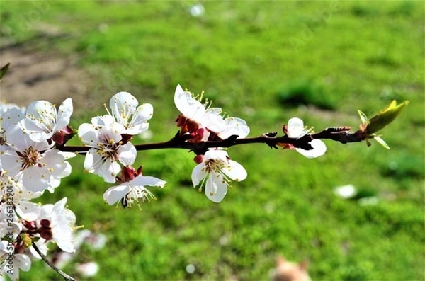Obraz Apricot flowers