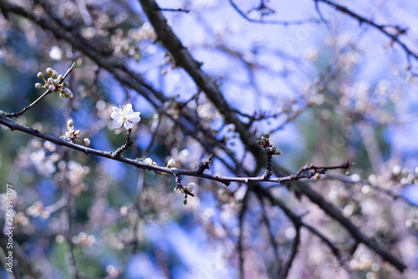 Obraz Spring Blossoms