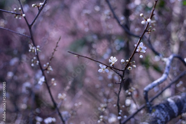 Fototapeta Spring Blossoms