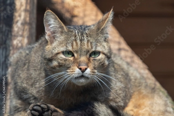 Fototapeta Wildkatze